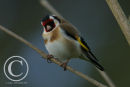 Goldfinch.